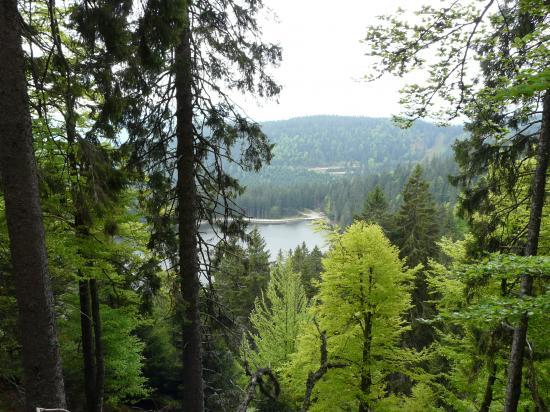 Le lac vert pas très loin du Tanet - Schlucht (88)