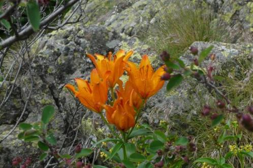 jolies fleurs - via de la cascade alpe du grand serre