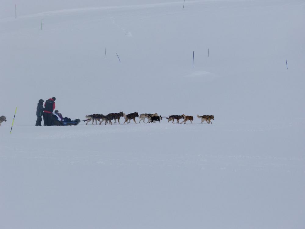 chiens de traîneau à Roche Rousse