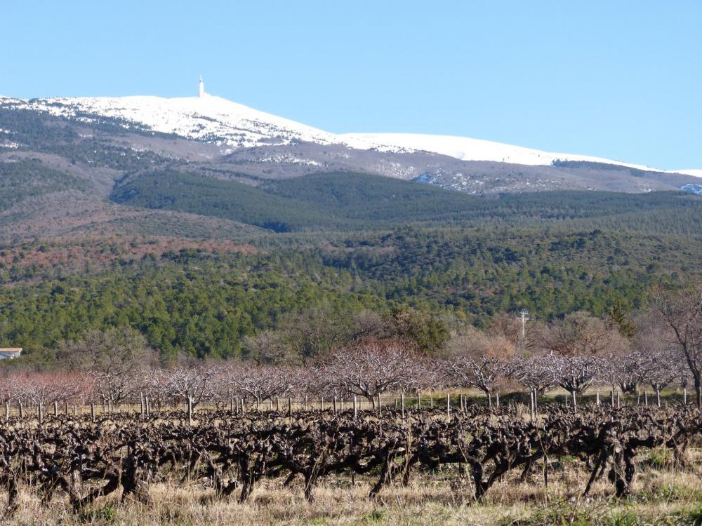 Le mont Ventoux sous sa coiffe de neige, au départ de Bédoin