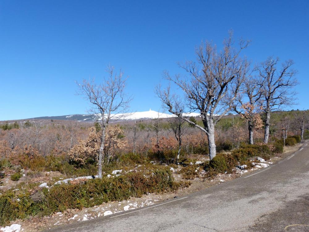 Sorti du sous bois, on découvre le sommet du Ventoux !