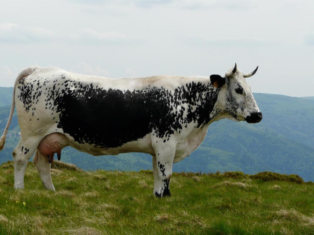 La belle vache Vosgienne