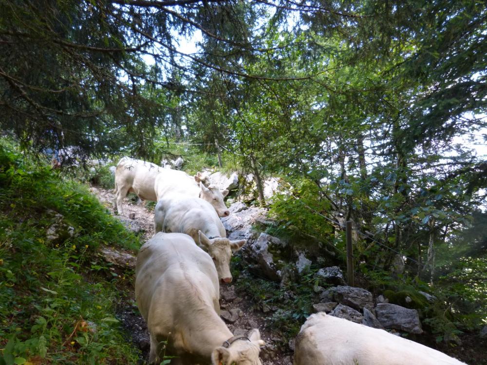 Sentier bien large et aménagé jusqu'au col de l' Alpette ... transhumance oblige ! ça n' empêche pas de forts dénivelés ! La preuve !