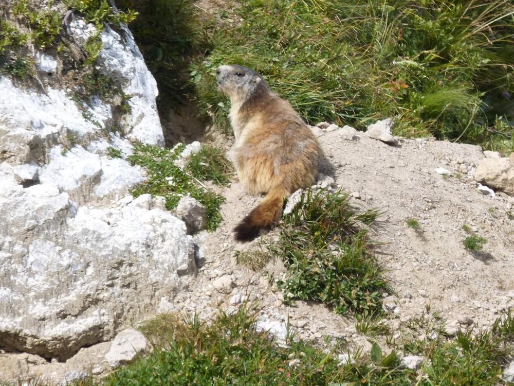 la marmotte obligatoire dans toute randonnée en Savoie !