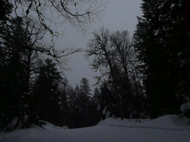 de beaux passages en forêt, au col du Rousset