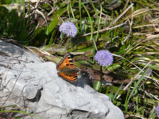 Rencontres naturelles 2008