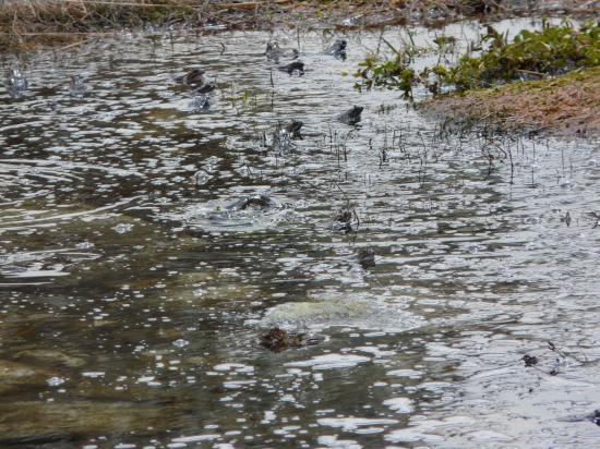 Les grenouilles des 7 Laux -Belledonne-Isère-2009