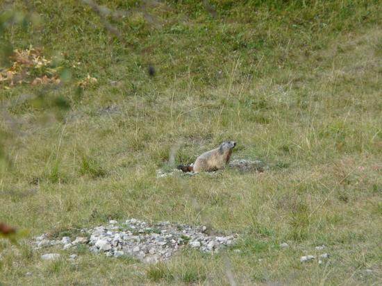 Marmotte à St Ours-Meyronnes-Alpes de hte Provence-2008