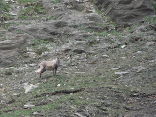 Rencontre dans le col de l'Iseran-Savoie-2008