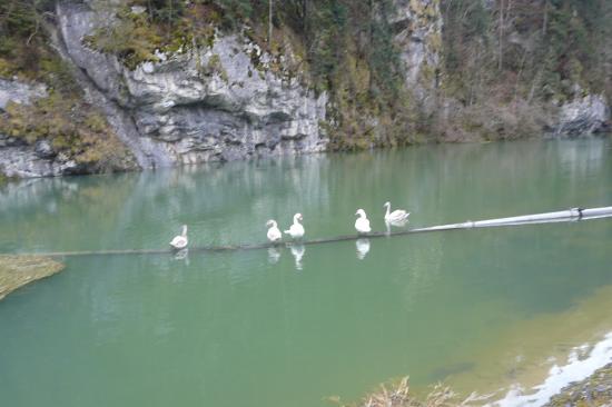 Oies sauvage sur le barrage du Refrain (Charquemont-25)