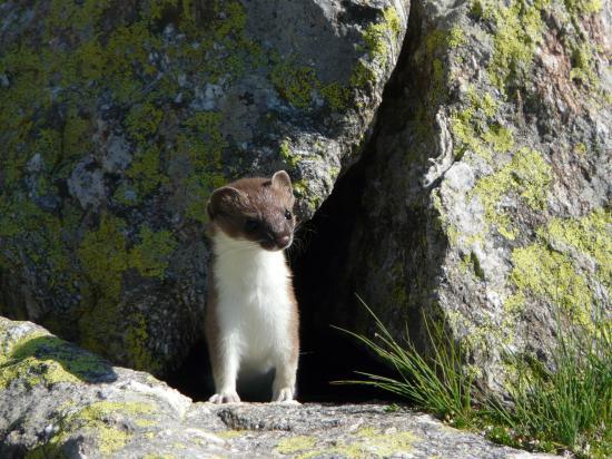 une rencontre insolite avec un animal très curieux !