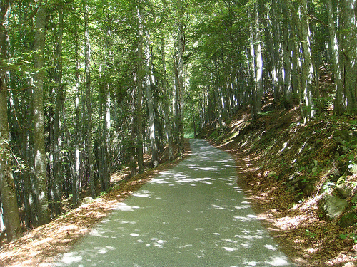 La montée en sous bois dans le col de l' Arpettaz