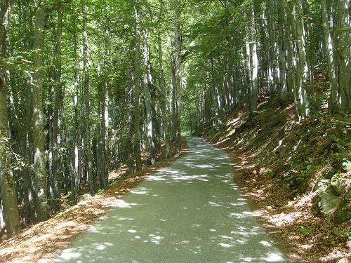 La montée en sous bois dans le col de l' Arpettaz