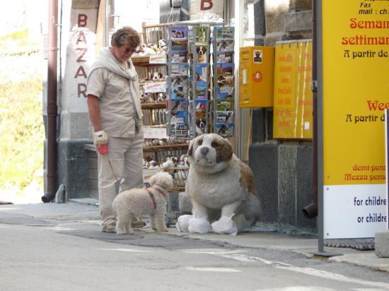 Les rencontres du st Bernard-suisse-2009