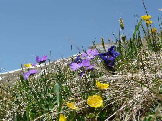 Photo florale sous le roc du vent