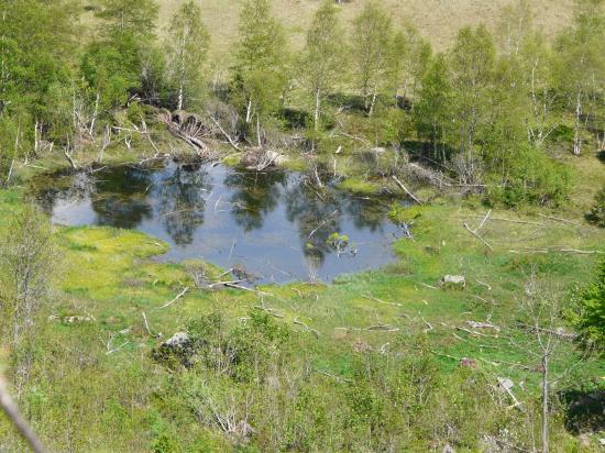 la tourbière du frankental et son résidu de lac (Hohneck-88)