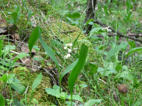 Muguet de chartreuse (28 juin )