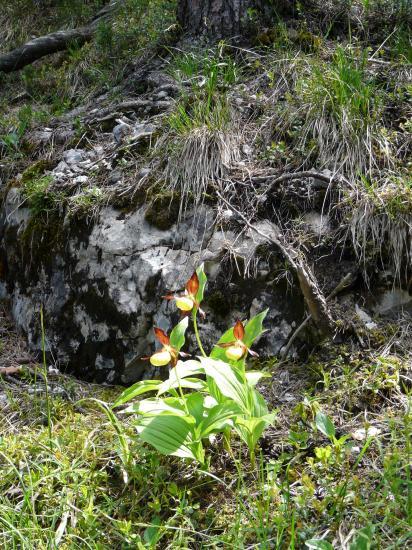 orchidée sauvage rencontrée en descendant le pas de la mort à St Même-St pierre d' Entremont