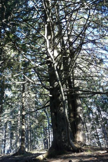 Superbes arbres à grimper aux environs du rocher du Roux