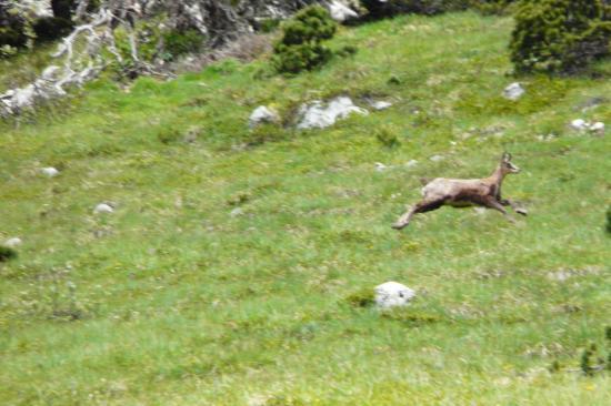 bouquetin effarouché sous chamechaude bouquetin effarouché sous chamechaude