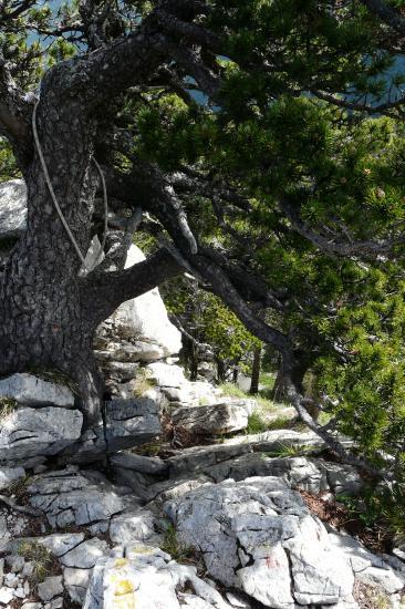 pas d' escalade du jardin (vue du haut)