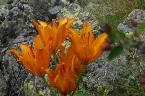 jolies fleurs - via de la cascade alpe du grand serre