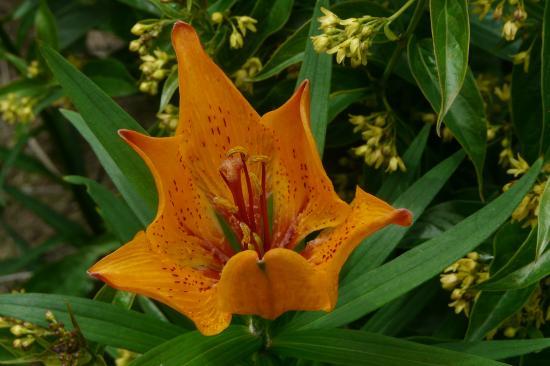 jolies fleurs - via de la cascade alpe du grand serre