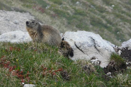 dame marmotte impassible ! dame marmotte impassible !