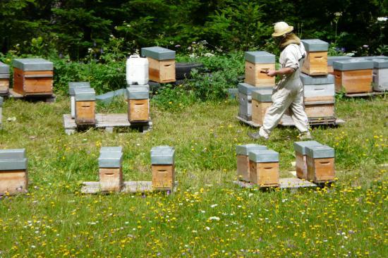 Les ruches de perquelin et son apiculteur