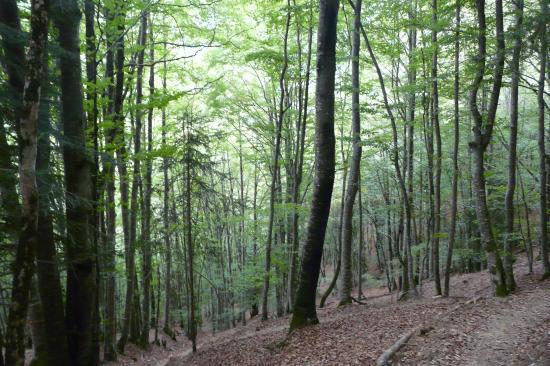 chemin d' approche en sous bois