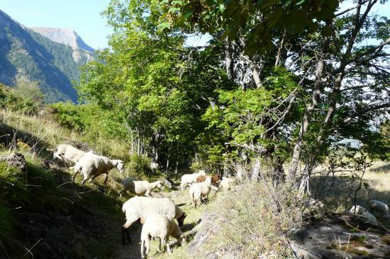 les moutons de la bergère ! les moutons de la bergère !