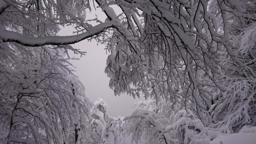 Les arbres sont chargés de neige dans la montée vers le Hohneck