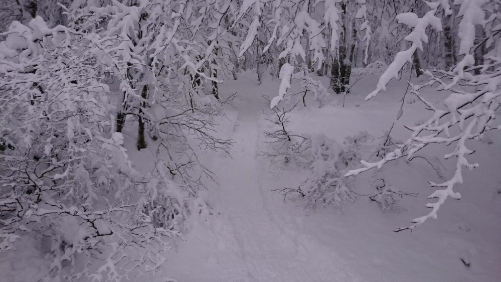 La trace s' enfonce dans le sous bois !