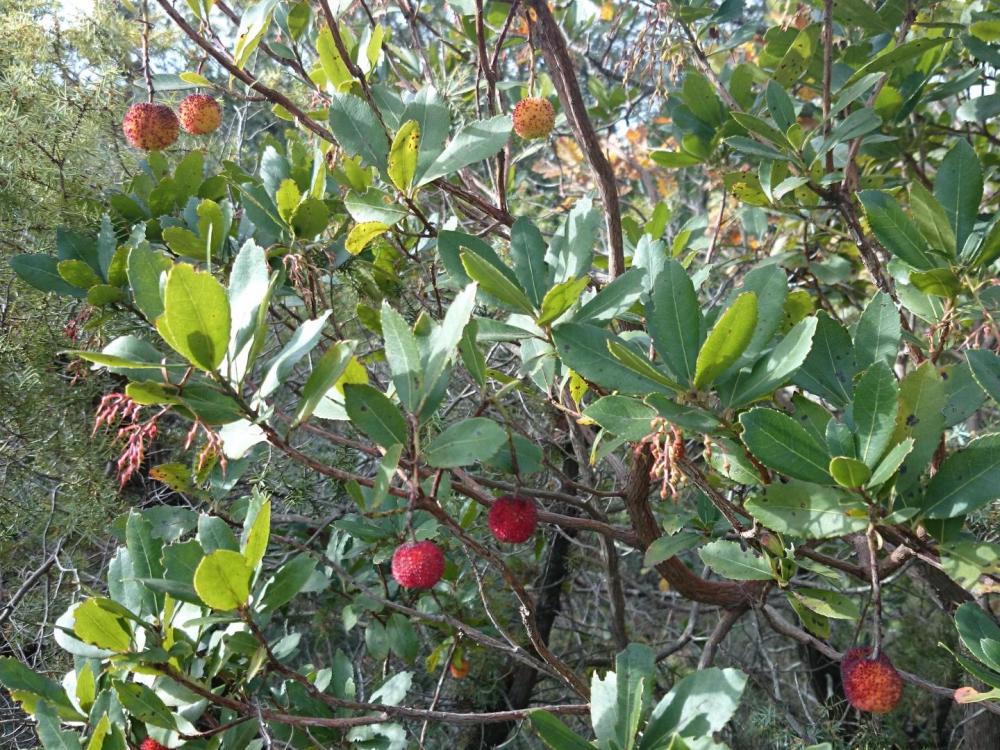 Contraste de couleurs en ce milieu d' automne, mais de quel variété d'arbuste s'agit - il ?