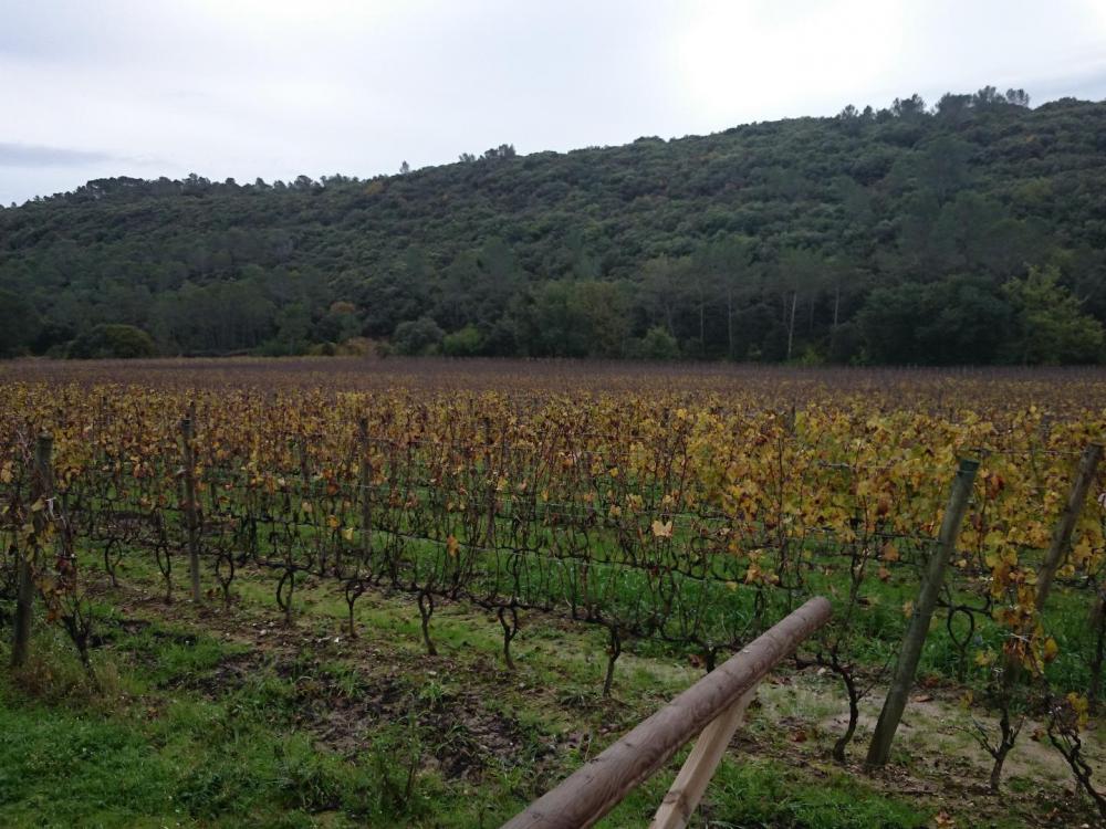 Les vignes