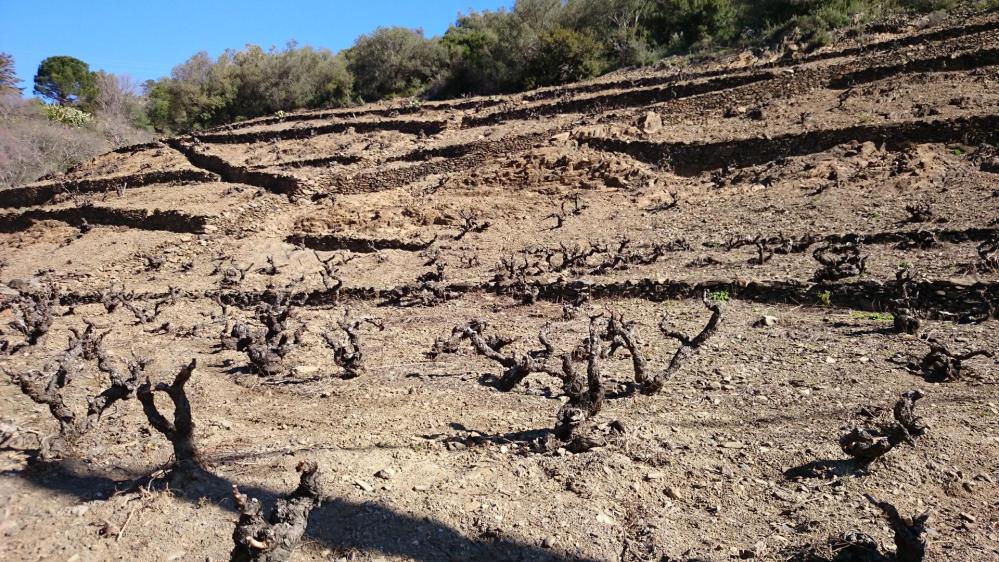 Route du col de Banyuls au milieu des vignes !