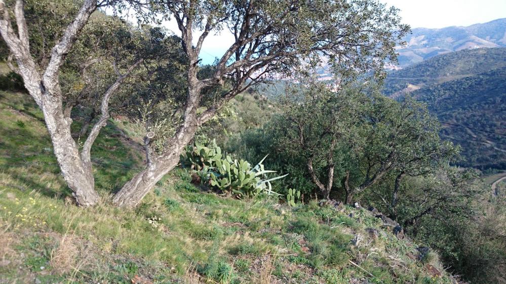 Végétation luxuriante dans la montée vers la tour de Madeloc