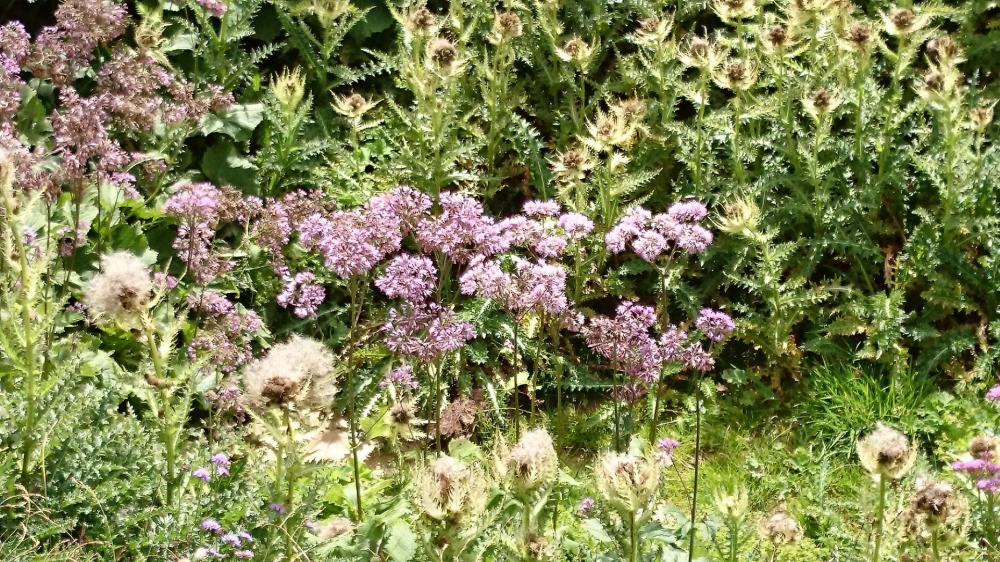 Les fleurs sont encore magnifique en cet fin d' Août !