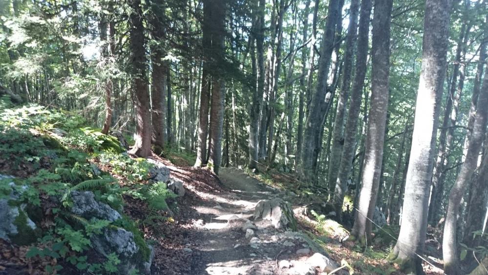 Montée en forêt dans  la montée sous la dent des Portes