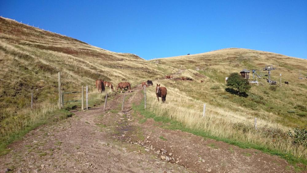 Chevaux en liberté après le col de Font de cère