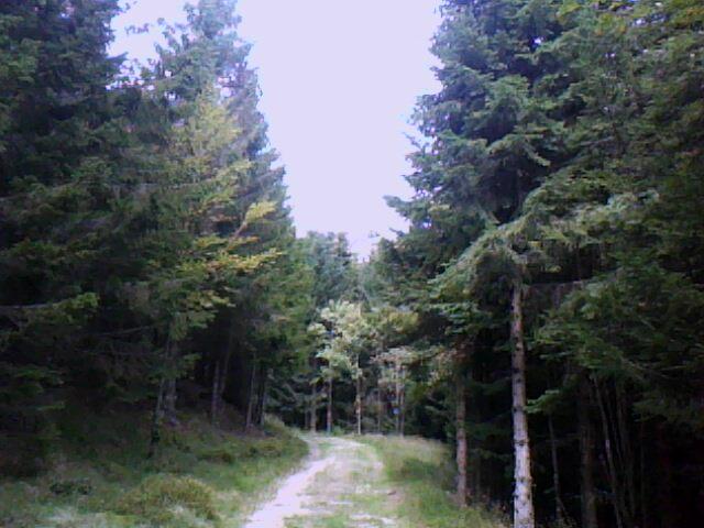 chemin forestier vers Schnupferen et seestaettle (en direction du Tanet)