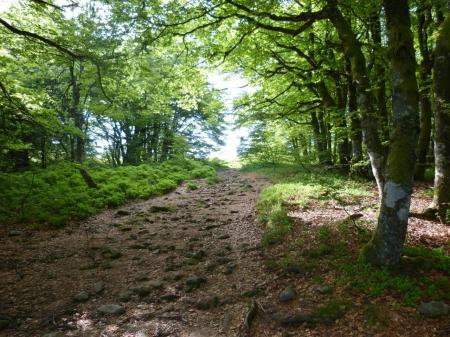 Montée d' abord en forêt vers les rochers du Tanet