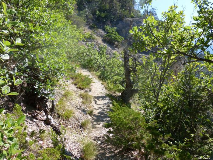 sentier de retour vers la piste