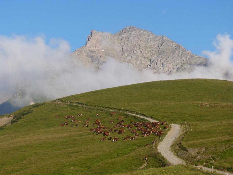 magnifique cadre montagnard et champêtre au col de la Madeleine