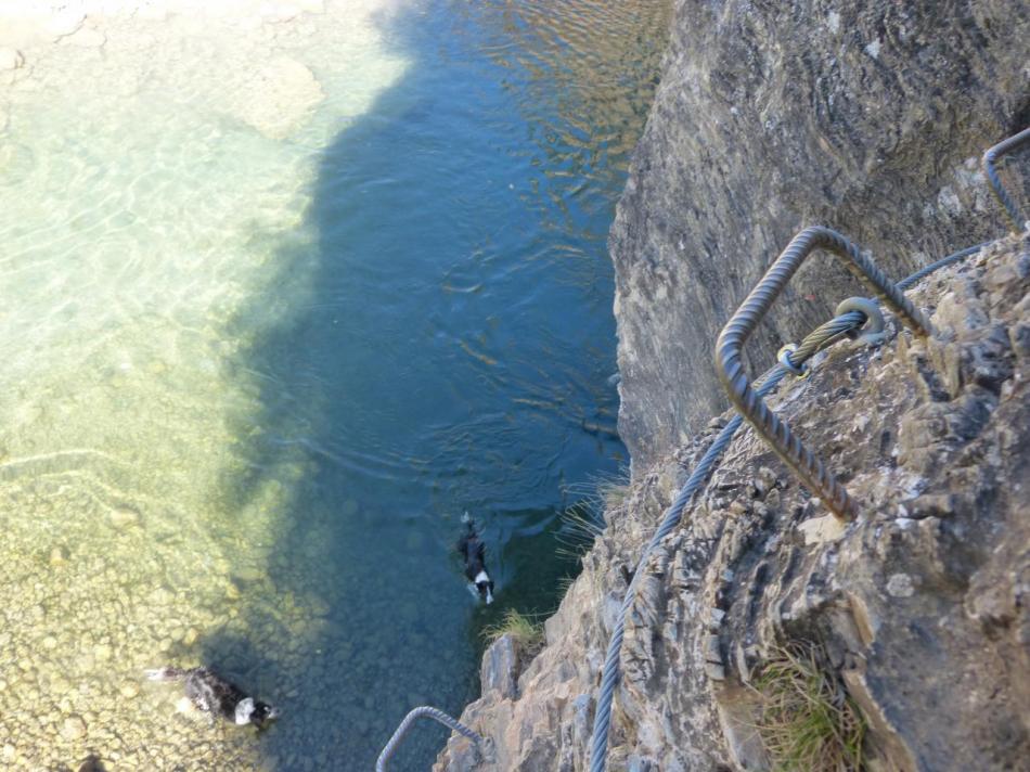 Deux chiens s'invite à la via ferrata des gorges de la Durance !