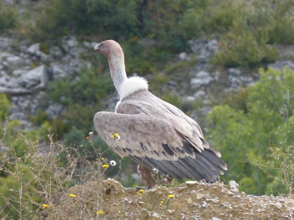 magnifique vautour fauve observé depuis la route peu après St Auban (décharge ?)