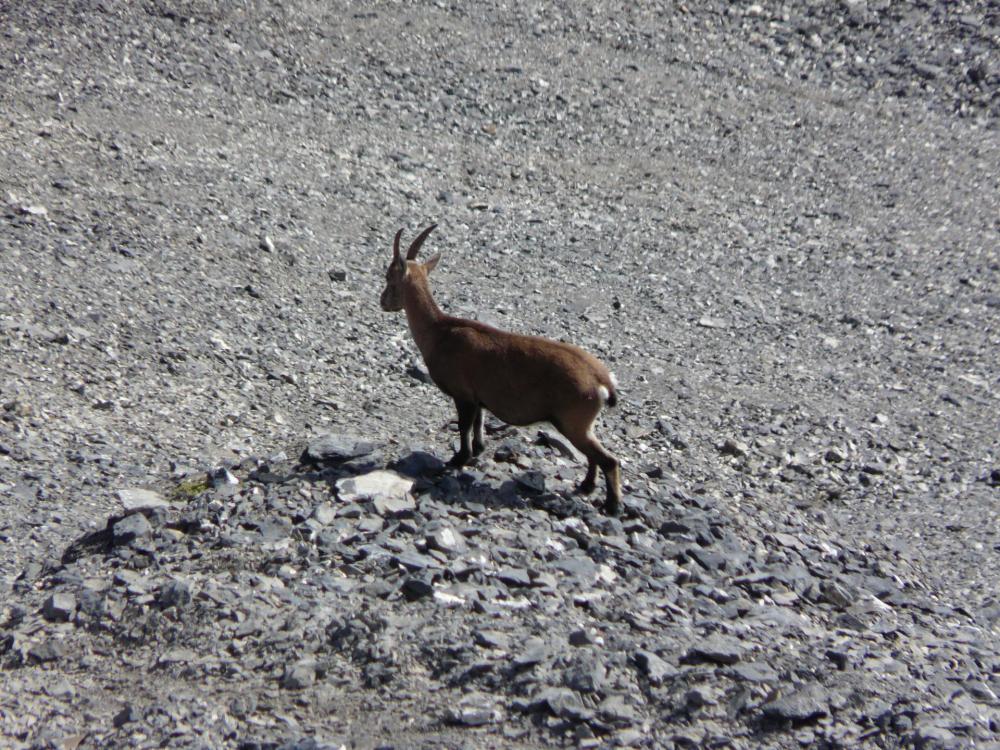 Un peu de compagnie à la descente !