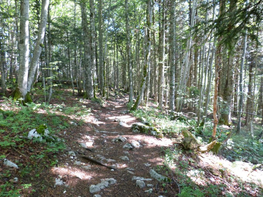 Sentier rocailleux en sous bois pour accéder au Mollard