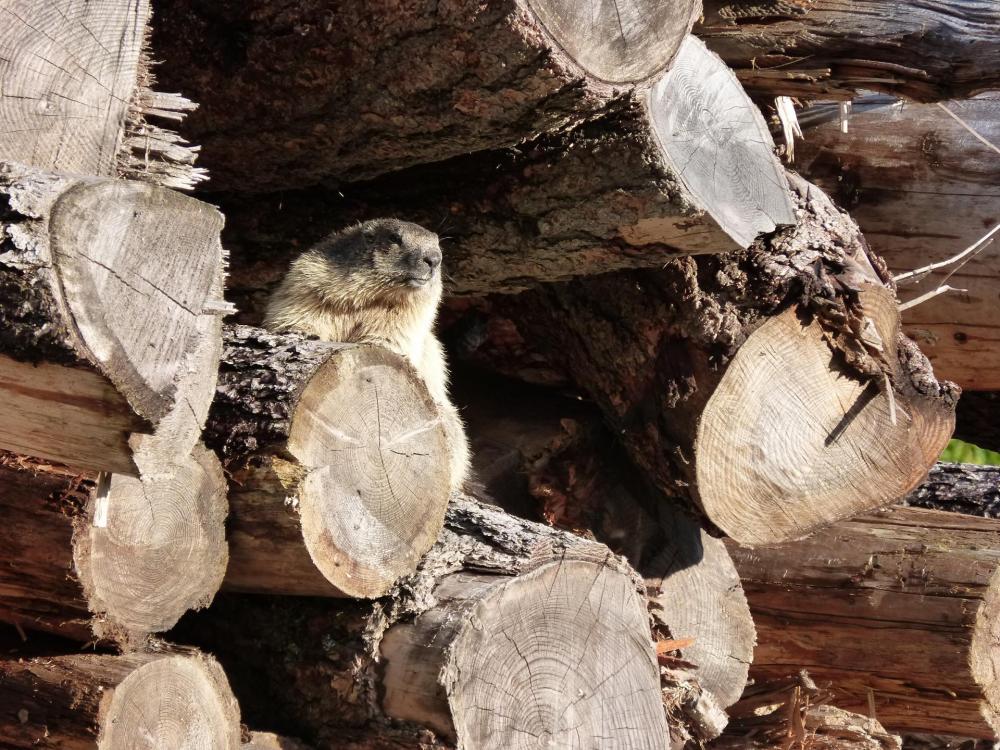 La marmotte surveille l' accès à la via ferrata !