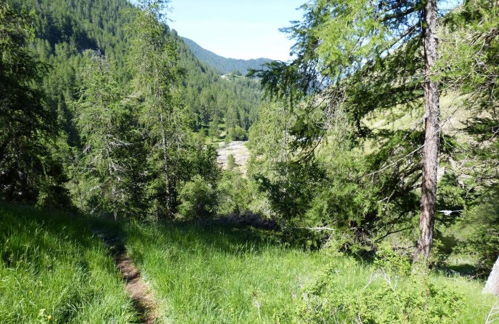 Puis un sentier en sous bois